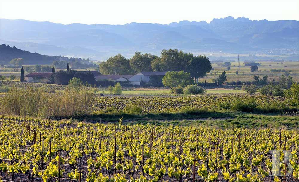 Dans le Vaucluse, au sud-est de Cairanne, une maison dédiée à la villégiature au cœur d’un domaine viticole  - photo  n°35