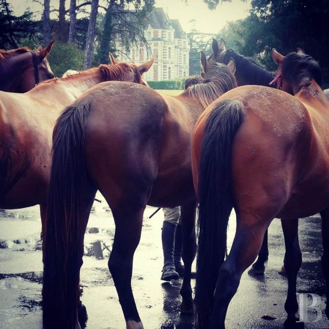 Entre Angers et Cholet, un château de famille entouré de ses terres - photo  n°3
