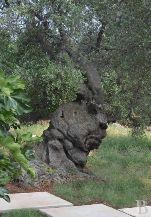 The Casa di Monti, between two seas and a field of ancient olive trees, perfect for holidays in Puglia in Southern Italy  - photo  n°18