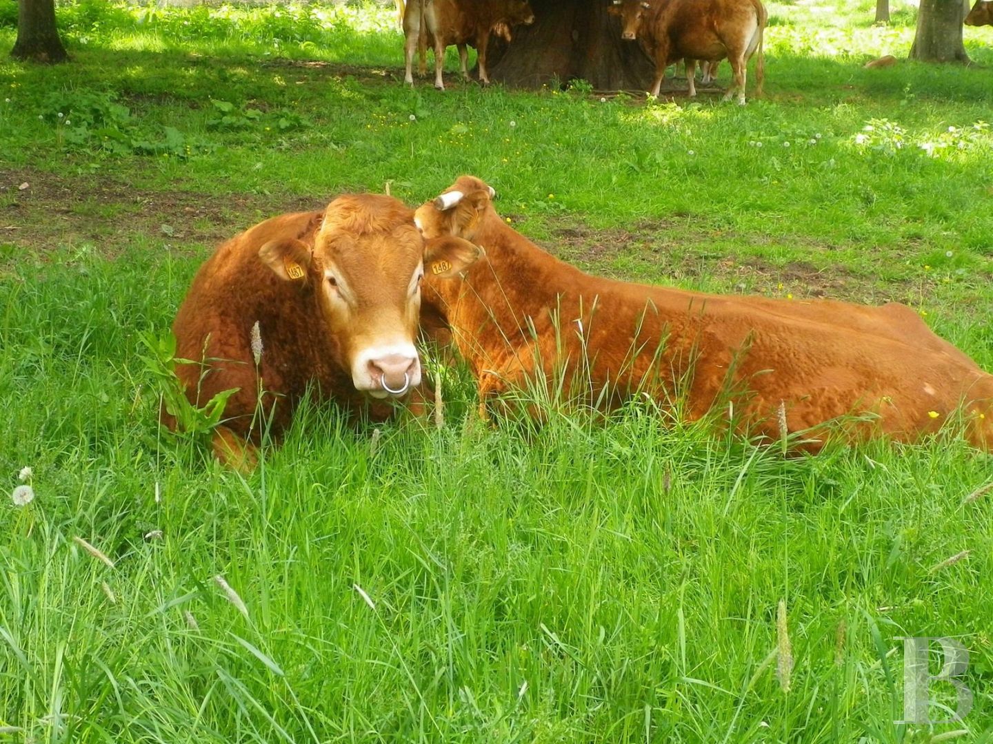 A majestic and classical 18th century chateau and its former grower manager surrounded by its grounds  in the Orne - photo  n°48