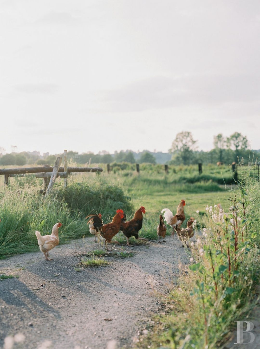 A majestic and classical 18th century chateau and its former grower manager surrounded by its grounds  in the Orne - photo  n°5