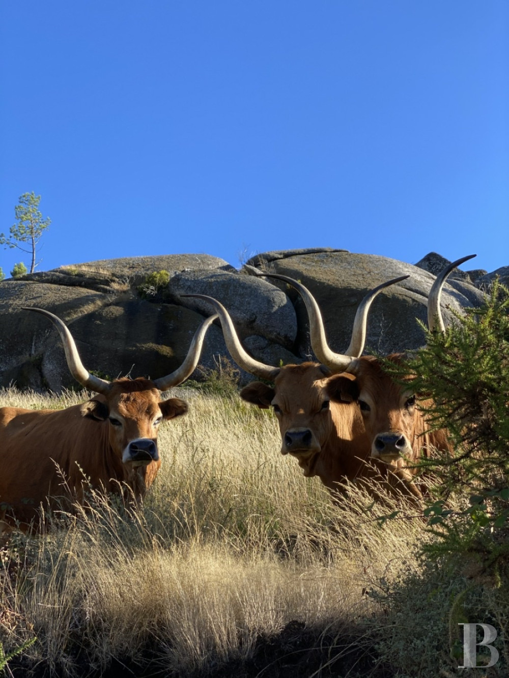 Au nord du Portugal, à Cabeceiras de Basto, un ancien domaine rural converti en six maisons d’hôtes - photo  n°10