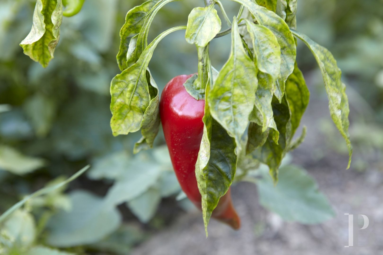 Three former sheepfolds united by a beautiful spirit by the sea in Tinos, the Cyclades - photo  n°32