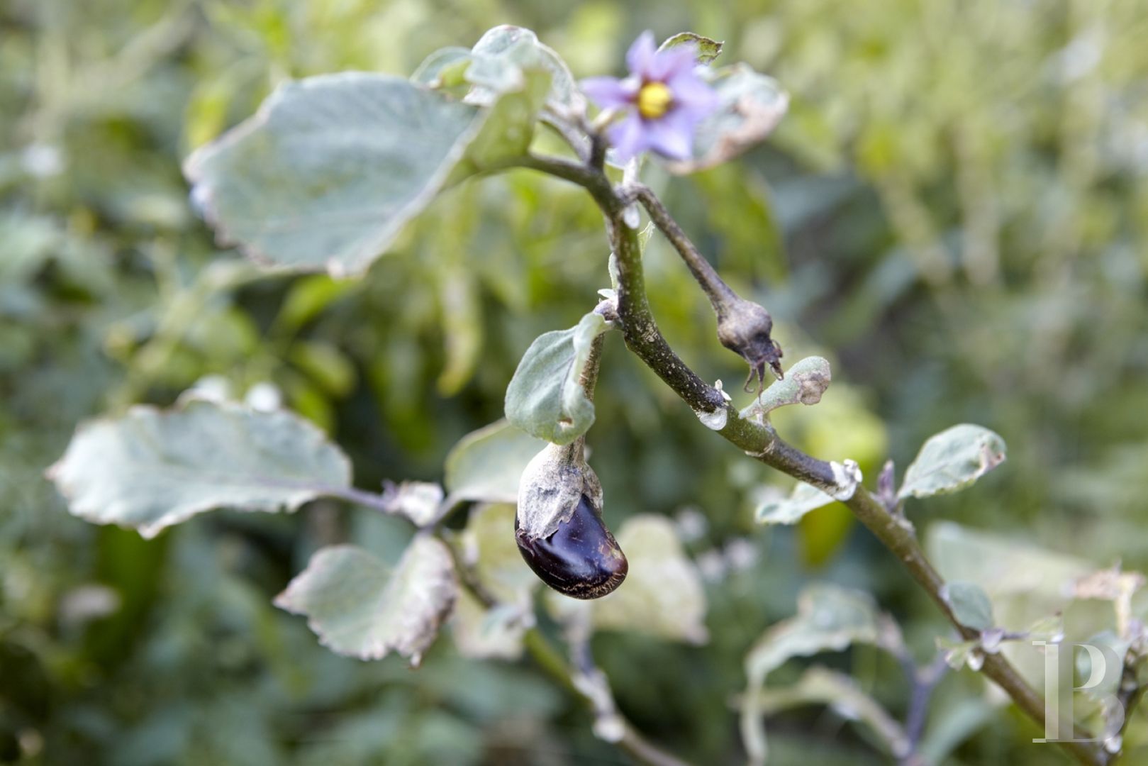 Three former sheepfolds united by a beautiful spirit by the sea in Tinos, the Cyclades - photo  n°31