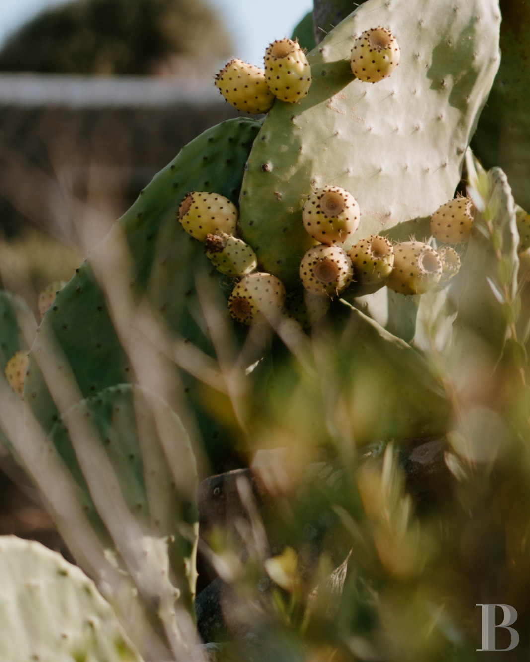 Sur l’île de Pantellaria, entre la Sicile et les côtes tunisiennes, un hameau de maisons traditionnelles en pierre de lave - photo  n°24