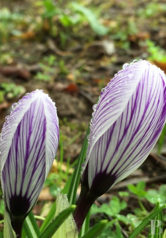 Dans le Gers, entre Auch et Marciac, une gentilhommière en pleine nature ancrée dans ses traditions gasconnes - photo  n°19