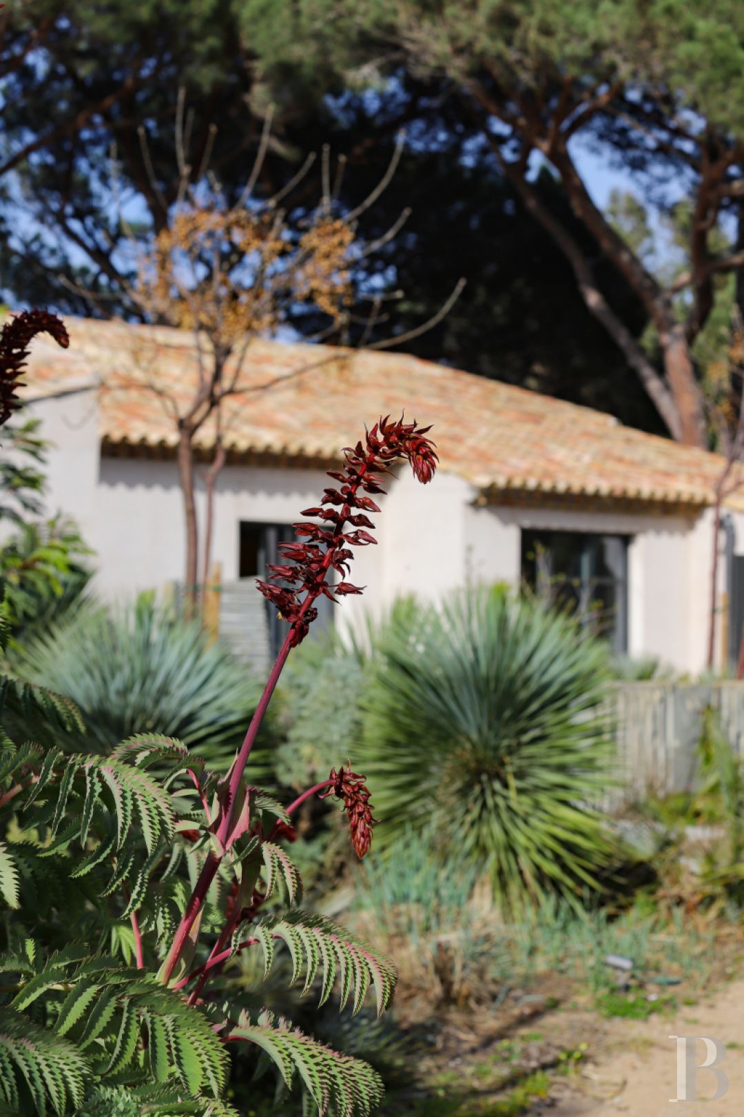 À Saint-Tropez, dans la baie des Canoubiers, un ancien atelier d’artiste et son jardin méditerranéen - photo  n°6