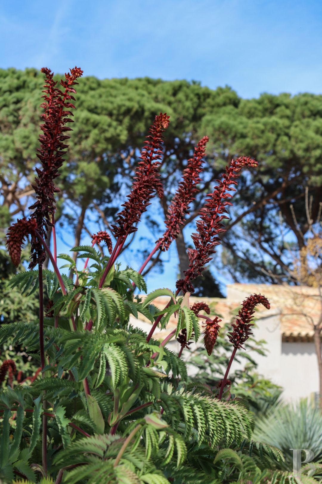 À Saint-Tropez, dans la baie des Canoubiers, un ancien atelier d’artiste et son jardin méditerranéen - photo  n°7