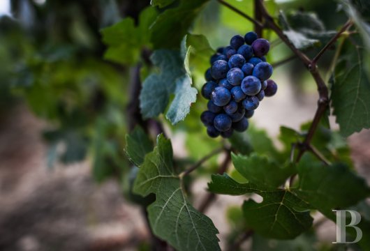 A chateau affiliated with Burgundy's greatest vineyards and permaculture to the south of Beaune - photo  n°6
