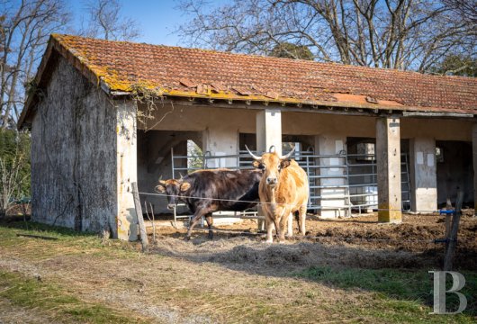chateaux for sale France languedoc roussillon   - 21