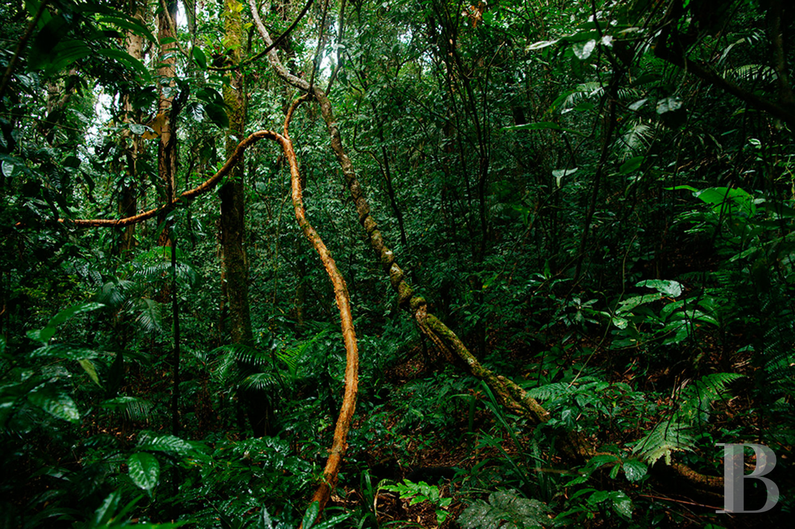 A colonial-inspired house surrounded by nature in Picinguaba, on the Brazilian coast between São Paulo and Rio de Janeiro - photo  n°26