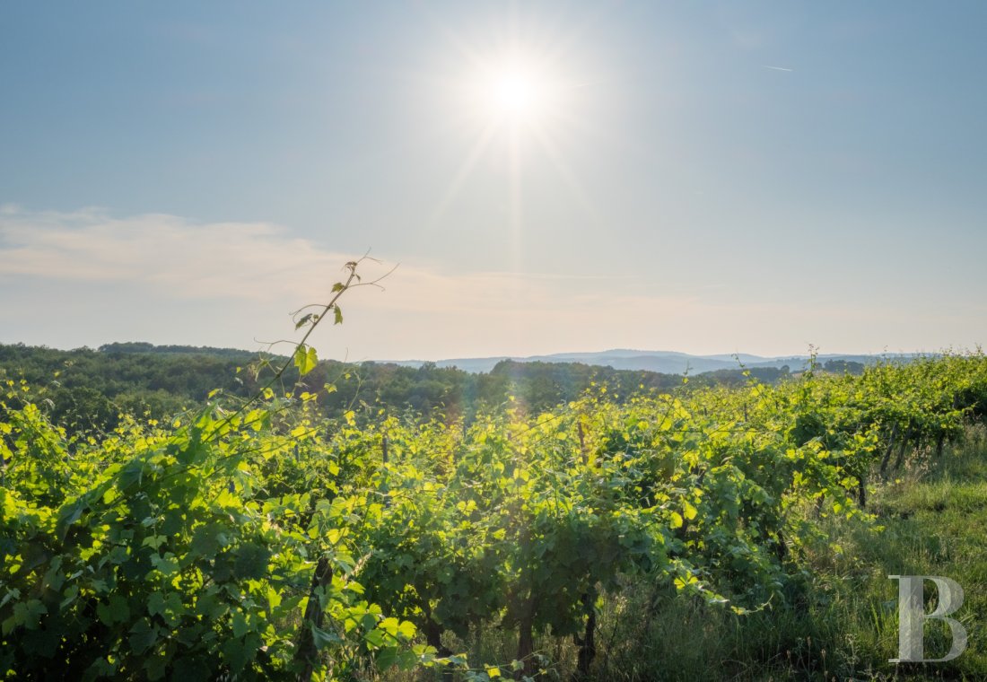 Dans le Tarn, au cœur du vignoble de Gaillac, un château d’origine médiévale entouré de ses vignes - photo  n°50