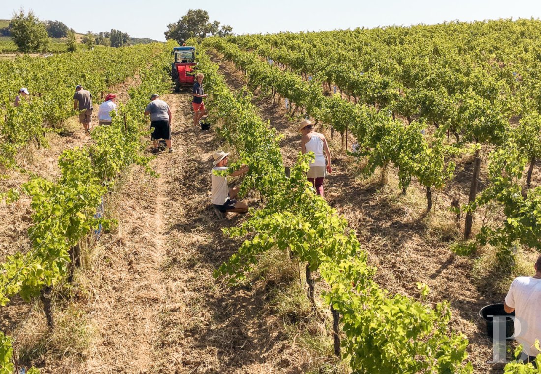 Dans le Tarn, au cœur du vignoble de Gaillac, un château d’origine médiévale entouré de ses vignes - photo  n°49