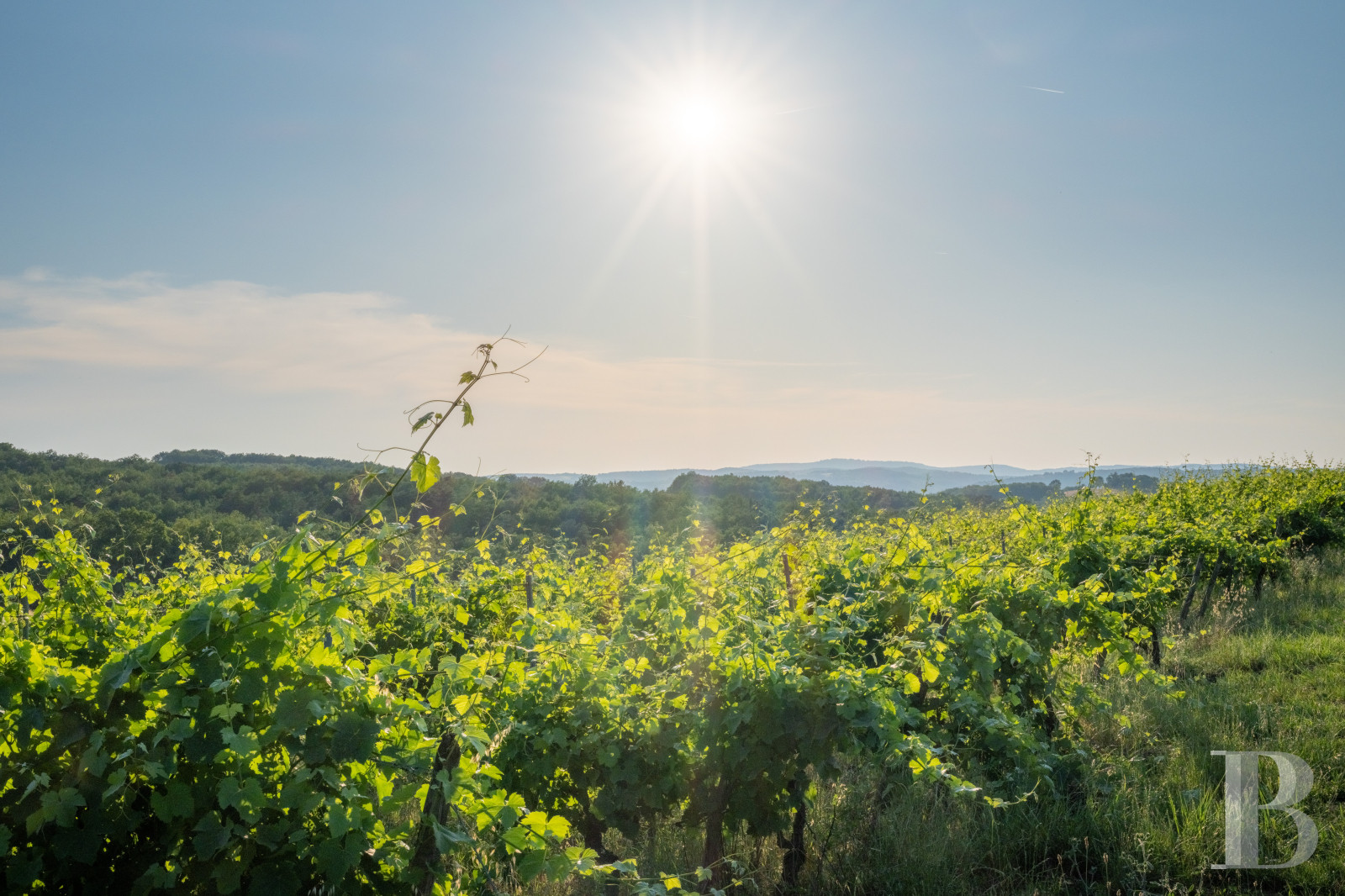Dans le Tarn, au cœur du vignoble de Gaillac, un château d’origine médiévale entouré de ses vignes - photo  n°50