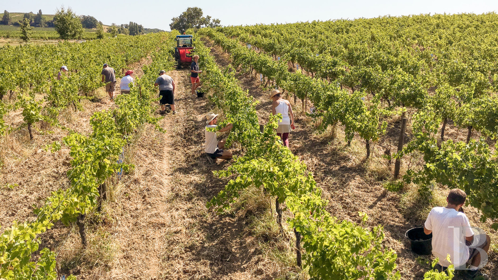 Dans le Tarn, au cœur du vignoble de Gaillac, un château d’origine médiévale entouré de ses vignes - photo  n°49