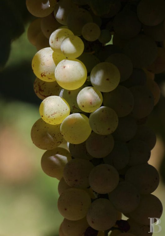 A 19th-century farmhouse surrounded by vineyards and forests between Cévennes and Provence, in the Gard Rhodanien - photo  n°28