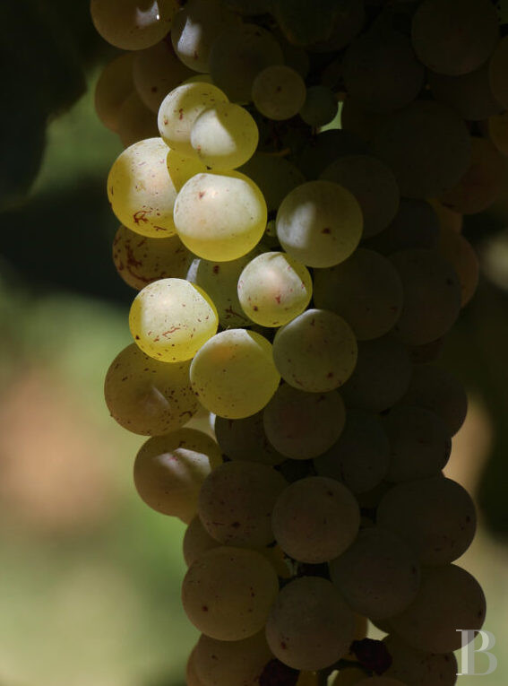 A 19th-century farmhouse surrounded by vineyards and forests between Cévennes and Provence, in the Gard Rhodanien - photo  n°28