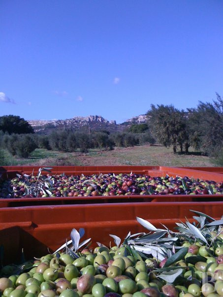 À Tarascon, dans les Bouches-du-Rhône, un mas du 15e siècle entouré d’oliveraies - photo  n°32