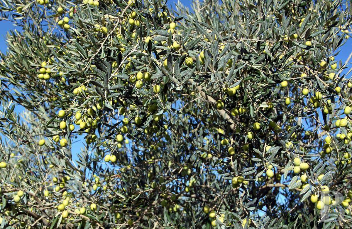 À Tarascon, dans les Bouches-du-Rhône, un mas du 15e siècle entouré d’oliveraies - photo  n°34