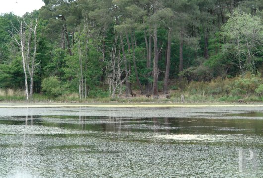 hunting grounds for sale France center val de loire   - 10