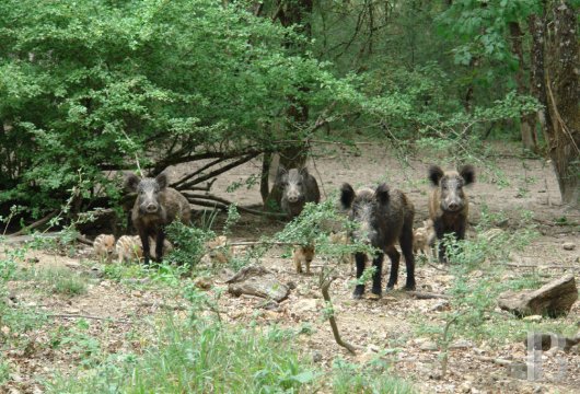 center-val-de-loire - À la lisière du parc naturel de la Brenne, un enclos de chasse de 240 ha,  avec un pavillon à rénover, une ferme, des bois, des étangs et des champs