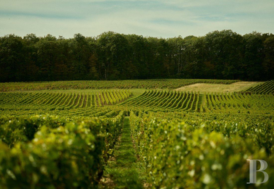 Dans le Val de Loire, près de Sancerre, un château du 18e siècle au milieu des vignes - photo  n°3