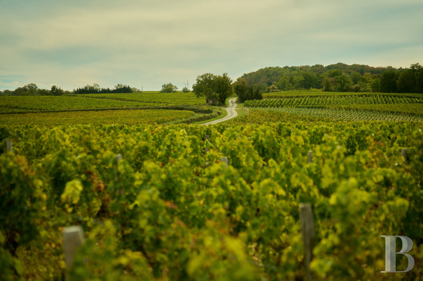 Dans le Val de Loire, près de Sancerre, un château du 18e siècle au milieu des vignes - photo  n°42