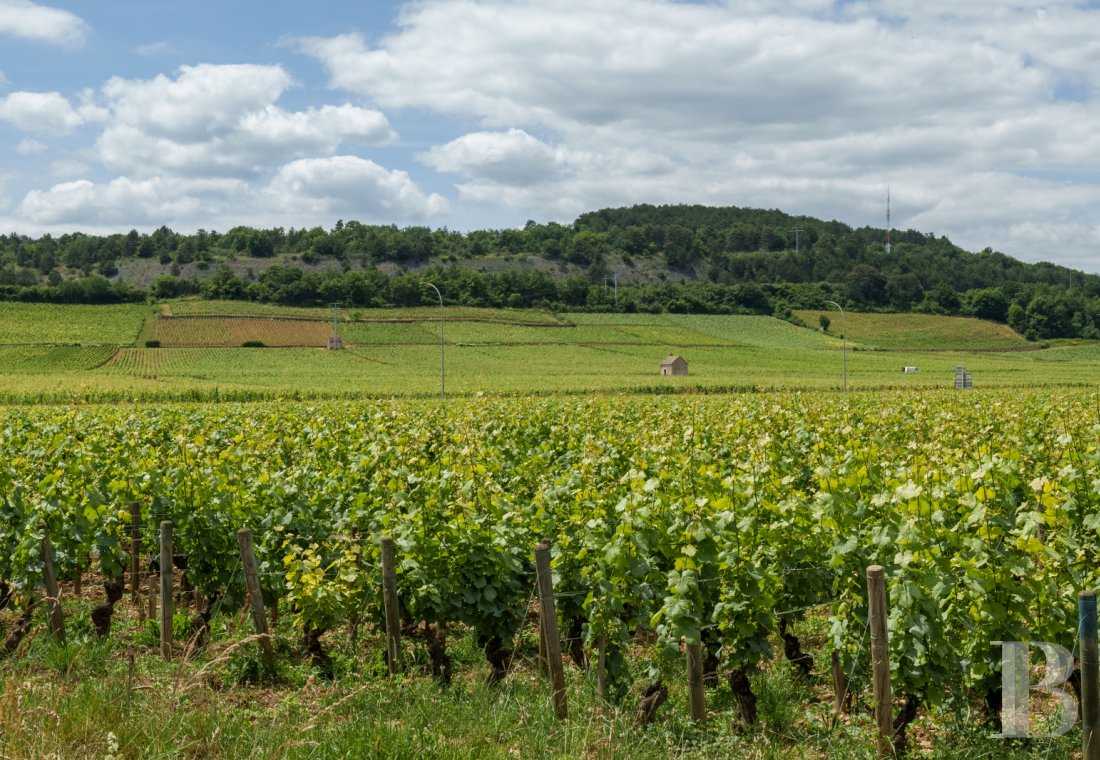 A village house opening out onto the countryside between Beaune and Meursault in the Côte d'Or  - photo  n°5
