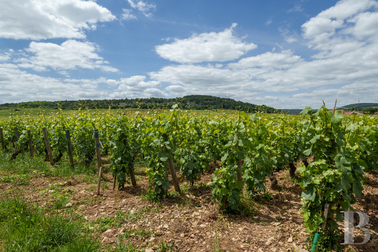 A village house opening out onto the countryside between Beaune and Meursault in the Côte d'Or  - photo  n°37
