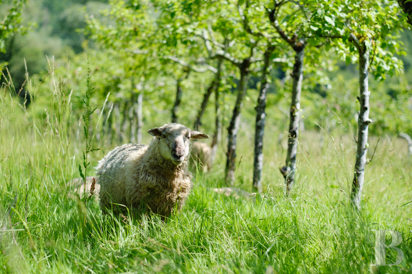 An 18th-century farmhouse converted into a place to stay and holiday north-west of Agen, in the Lot-et-Garonne department - photo  n°31