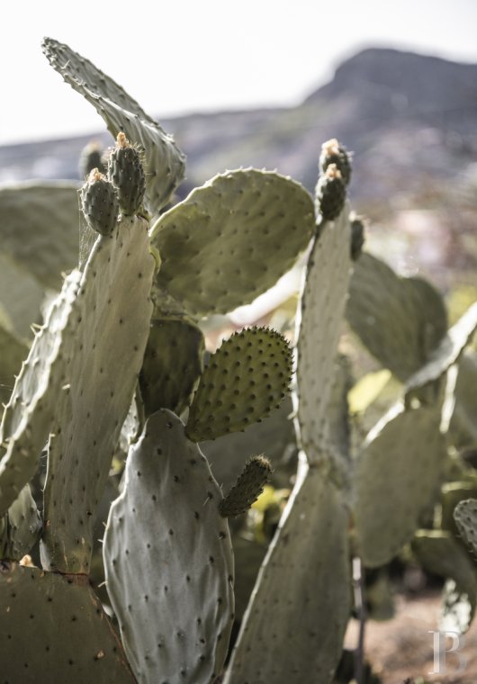 Aux Canaries, dans l’île de Gran Canaria, une finca du 19e siècle devenue une maison pleine d’inspiration - photo  n°26