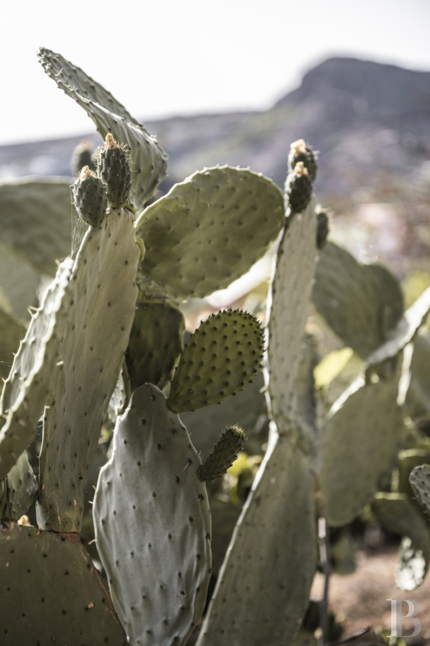 Aux Canaries, dans l’île de Gran Canaria, une finca du 19e siècle devenue une maison pleine d’inspiration - photo  n°26