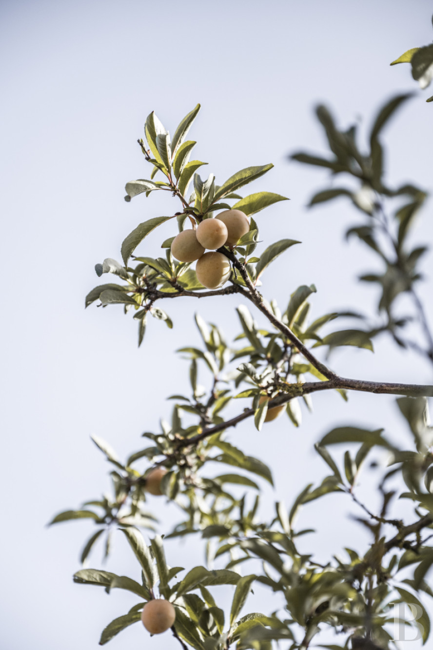 Aux Canaries, dans l’île de Gran Canaria, une finca du 19e siècle devenue une maison pleine d’inspiration - photo  n°27