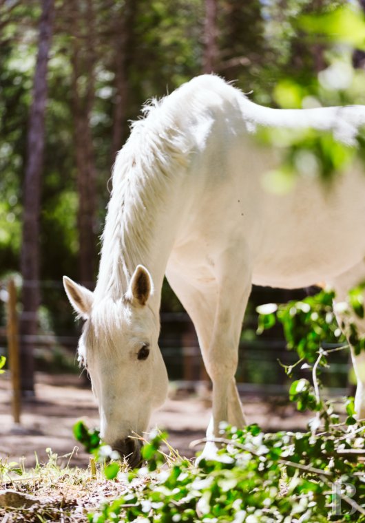An estate dedicated to holidays and horse riding between Aubagne and Saint-Cyr-sur-Mer in the Bouches-du-Rhône department  - photo  n°38
