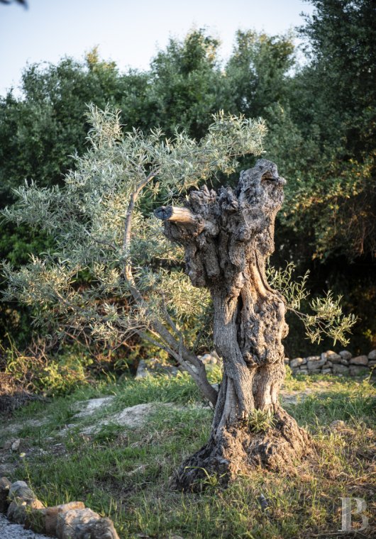 Au sud de l’Espagne, dans les montagnes de la Serrania de Ronda, une ancienne ferme andalouse transformée en hôtel-boutique - photo  n°37
