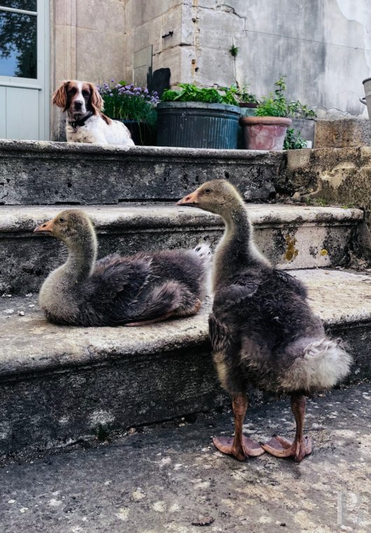 En Côte-d’Or, à l’est de Châtillon-sur-Seine, les dépendances d’un ancien château autour d’une vaste cour - photo  n°29