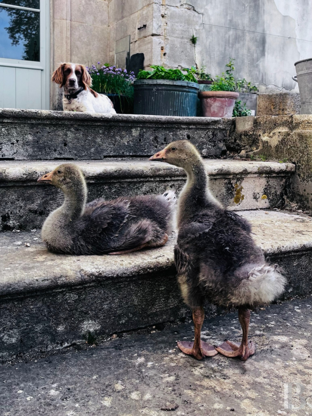 En Côte-d’Or, à l’est de Châtillon-sur-Seine, les dépendances d’un ancien château autour d’une vaste cour - photo  n°29