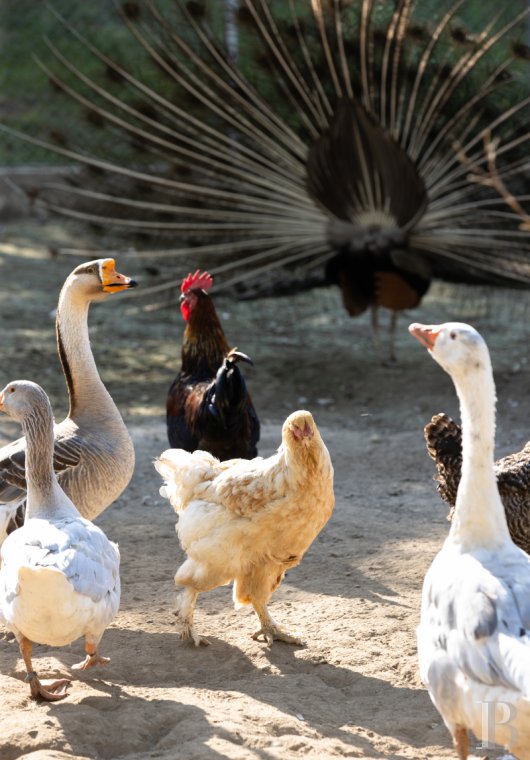 Dans le canton de Vaud, non loin des rives du lac de Neuchâtel, un château des 17e et 18e siècles rénové dans son état d’origine - photo  n°38