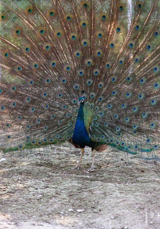 Dans le canton de Vaud, non loin des rives du lac de Neuchâtel, un château des 17e et 18e siècles rénové dans son état d’origine - photo  n°36