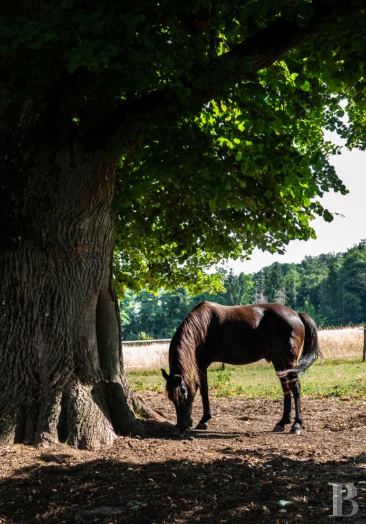 Dans le canton de Vaud, non loin des rives du lac de Neuchâtel, un château des 17e et 18e siècles rénové dans son état d’origine - photo  n°39
