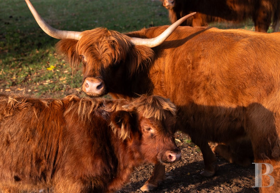 Dans le canton de Vaud, non loin des rives du lac de Neuchâtel, un château des 17e et 18e siècles rénové dans son état d’origine - photo  n°37