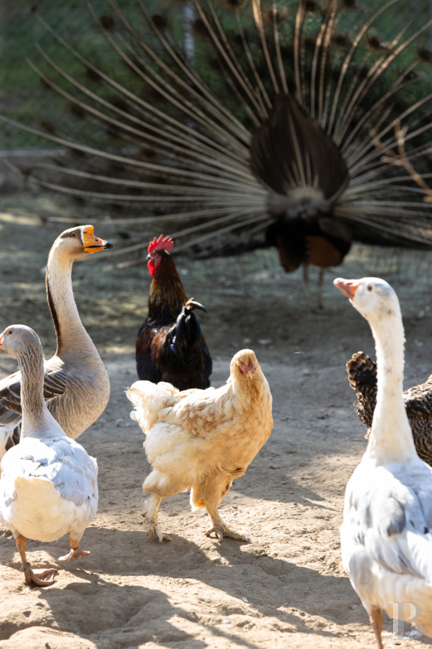 Dans le canton de Vaud, non loin des rives du lac de Neuchâtel, un château des 17e et 18e siècles rénové dans son état d’origine - photo  n°38