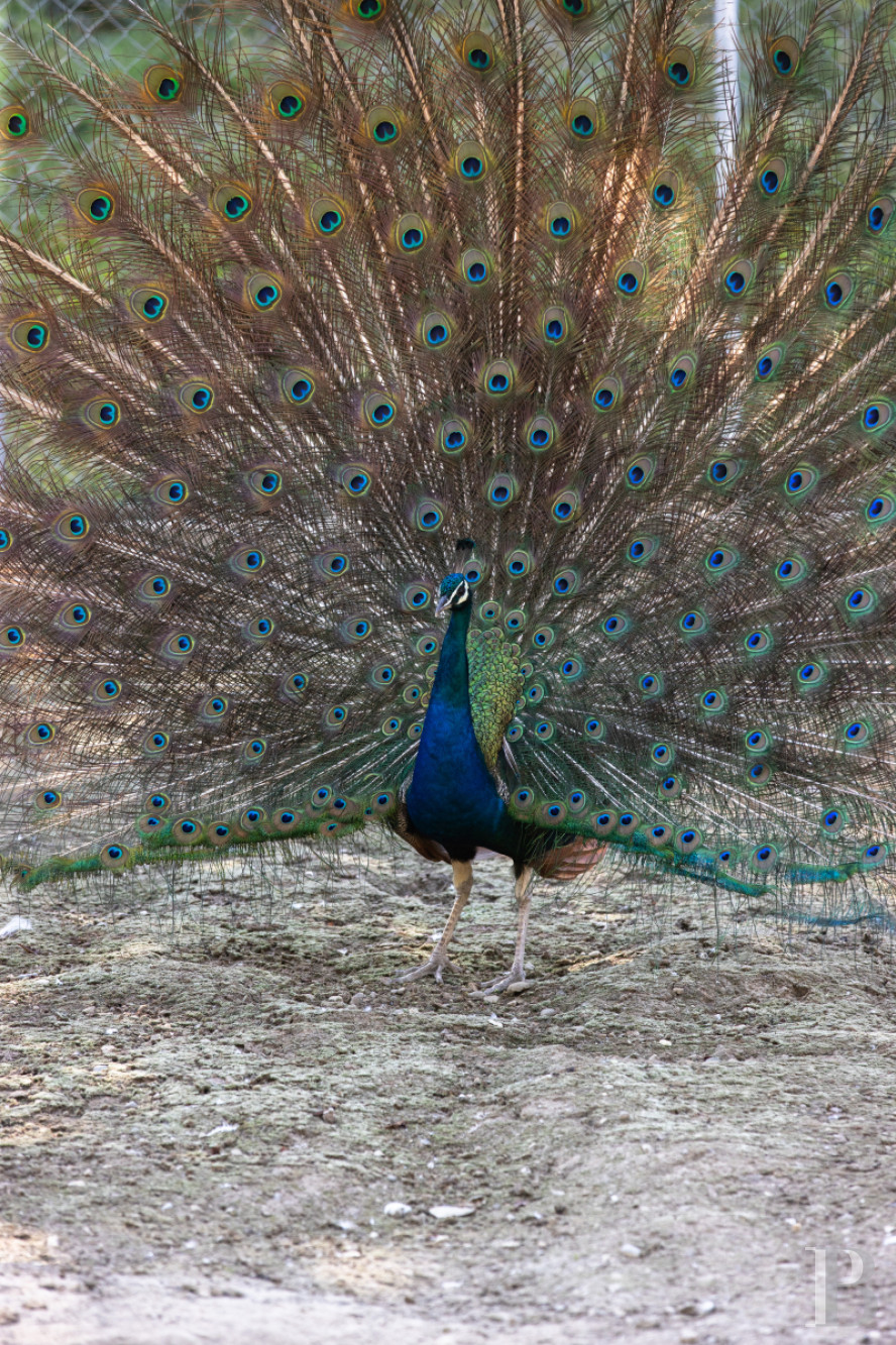 Dans le canton de Vaud, non loin des rives du lac de Neuchâtel, un château des 17e et 18e siècles rénové dans son état d’origine - photo  n°36