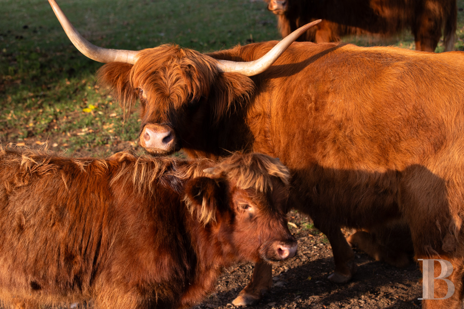 Dans le canton de Vaud, non loin des rives du lac de Neuchâtel, un château des 17e et 18e siècles rénové dans son état d’origine - photo  n°37
