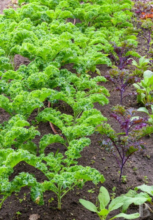 Au nord du Portugal, à Afife, un ancien couvent bénédictin dans un parc luxuriant - photo  n°72