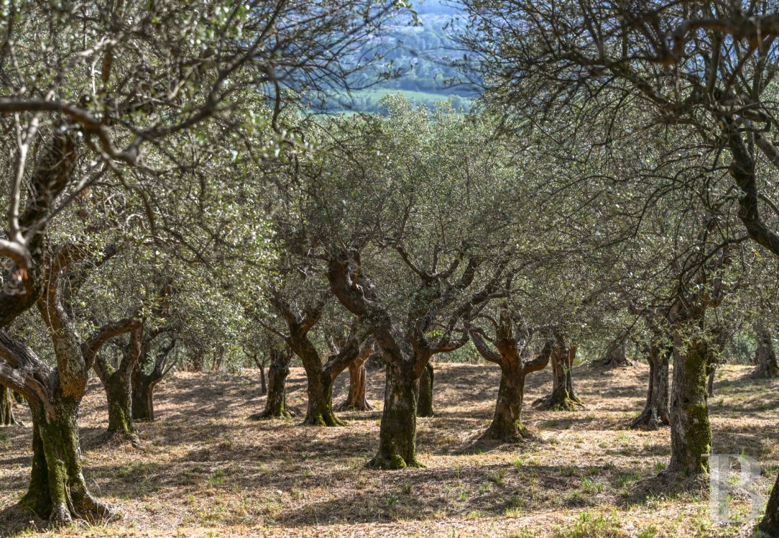 En Toscane, près de Pietrasanta, sur la côte méditerranéenne,  une maison sur les hauteurs au milieu de son oliveraie - photo  n°5