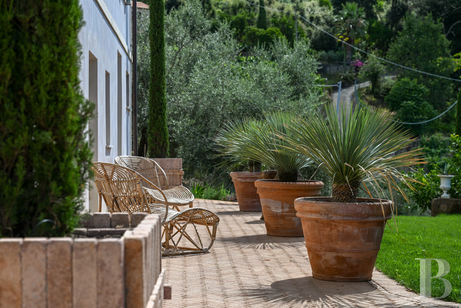 En Toscane, près de Pietrasanta, sur la côte méditerranéenne,  une maison sur les hauteurs au milieu de son oliveraie - photo  n°19