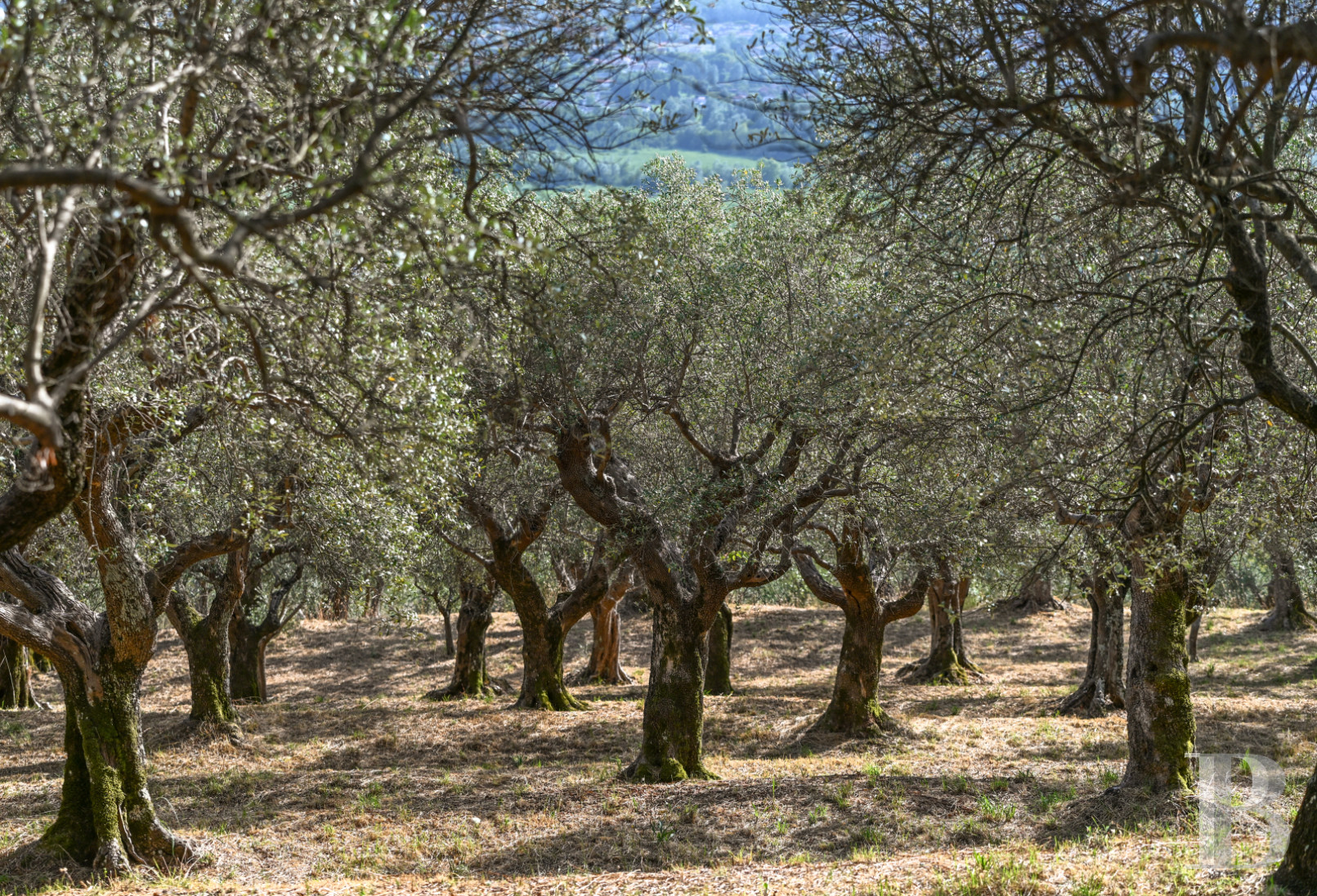 En Toscane, près de Pietrasanta, sur la côte méditerranéenne,  une maison sur les hauteurs au milieu de son oliveraie - photo  n°5