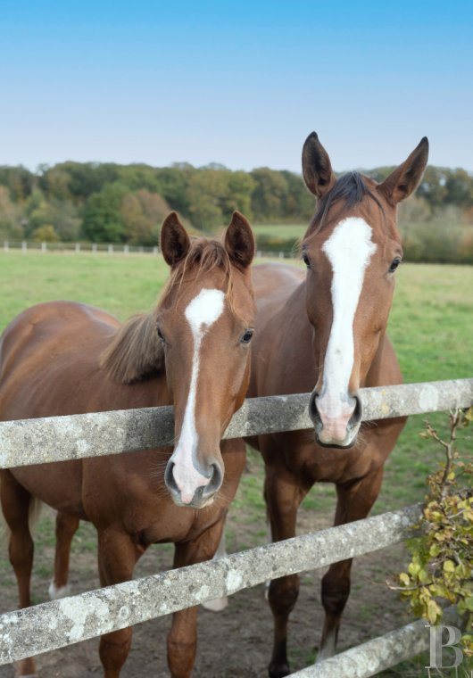 french equestrian properties for sale picardy   - 14