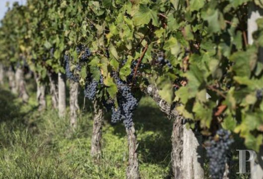 Une opportunité unique d’acquérir des parcelles viticoles d’un terroir d’exception, au sein de l’une des appellations les plus renommées au monde